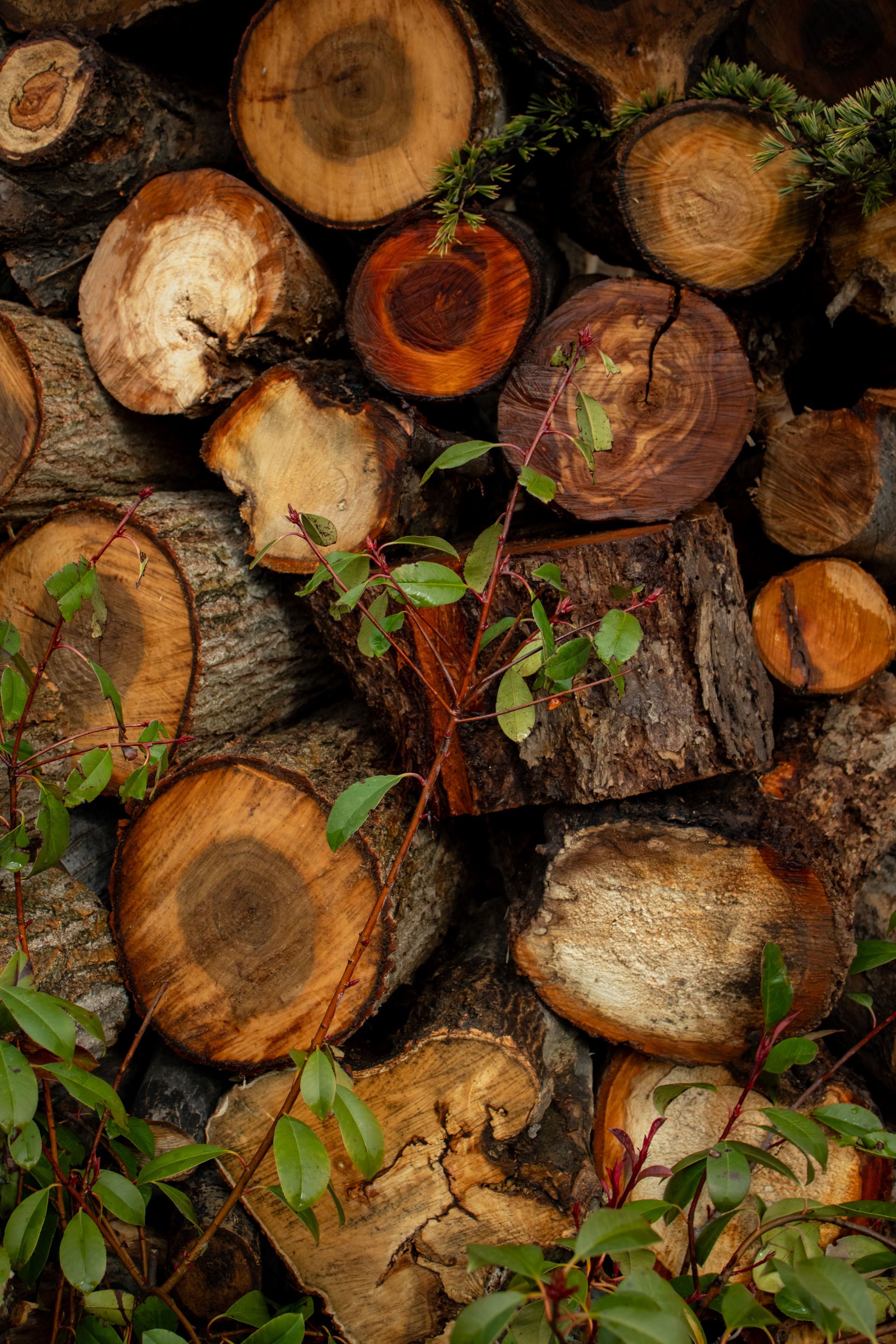 Close-up of assorted cut logs with fresh green leaves, perfect for natural background imagery.